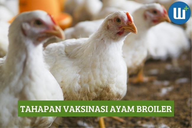 Tahapan Vaksinasi Ayam Broiler